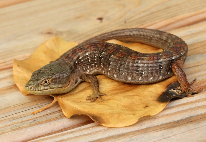 Southern Alligator Lizard